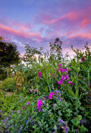 Sweet Peas at Sunset.